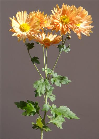 Chrysanthemum x morifolium